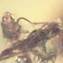 Rare Two Worker Ant That Has Something On Its Mouth In Dominican Amber