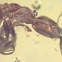 Rare Two Worker Ant That Has Something On Its Mouth In Dominican Amber