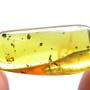 Rare Two Worker Ants Biting Each Other In Dominican Amber
