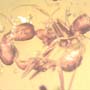 Rare Two Worker Ants Biting Each Other In Dominican Amber