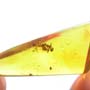 Rare Two Worker Ants Biting Each Other In Dominican Amber