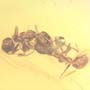Rare Two Worker Ants Biting Each Other In Dominican Amber