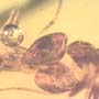 Rare Two Worker Ants Biting Each Other In Dominican Amber