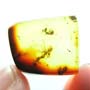 Rare Two Worker Ants Kissing And Two Worker Ants In Dominican Amber