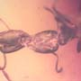 Rare Two Worker Ants Kissing And Two Worker Ants In Dominican Amber