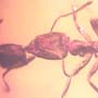 Rare Two Worker Ants Kissing And Two Worker Ants In Dominican Amber