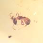 Rare Two Worker Ants Kissing And Two Worker Ants In Dominican Amber