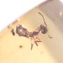 Rare Two Worker Ants Kissing And Two Worker Ants In Dominican Amber