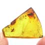Rare Three Eggs And Scuttle Fly In Dominican Amber