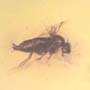 Rare Three Eggs And Scuttel Fly In Dominican Amber