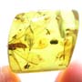 Rare Gall Midge With Five Eggs And Four Winged Termite In Dominican Amber.