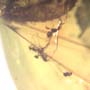Rare Three Gall Midges Clinging On Wings Of Winged Termite And Beetle In Dominican Amber