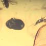 Rare Three Gall Midges Clinging On Wings Of Winged Termite And Beetle In Dominican Amber