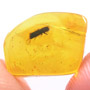 Rare 36 Mites Clinging On Bark Beetle
