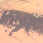 Rare Thirty Six Mites Clinging On Bark Beetle In Dominican Amber