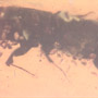 Rare Thirty Six Mites Clinging On Bark Beetle In Dominican Amber