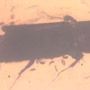 Rare Thirty Six Mites Clinging On Bark Beetle In Dominican Amber