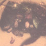 Rare Thirty Six Mites Clinging On Bark Beetle In Dominican Amber