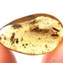 Rare Four Beetle, Fungus Gnat, Bark Beetle And Nice Bubble Formation In Dominican Amber