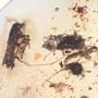 Rare Four Beetle, Fungus Gnat, Bark Beetle And Nice Bubble Formation In Dominican Amber