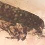 Rare Four Beetle, Fungus Gnat, Bark Beetle And Nice Bubble Formation In Dominican Amber