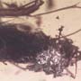Rare Four Beetle, Fungus Gnat, Bark Beetle And Nice Bubble Formation In Dominican Amber