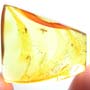 Rare Four Eggs And Scelionid Wasp In Dominican Amber