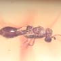 Rare Four Eggs And Scelionid Wasp In Dominican Amber