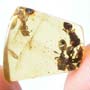 Rare Four Square Headed Ant In Dominican Amber