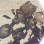 Rare Four Square Headed Ant In Dominican Amber