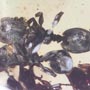 Rare Four Square Headed Ant In Dominican Amber