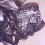 Rare Four Square Headed Ant In Dominican Amber