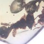 Rare Four Square Headed Ant In Dominican Amber