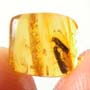Rare Four Tiny Mites Below The Bark Beetle In Dominican Amber