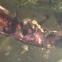 Rare Four Tiny Mites Below The Bark Beetle In Dominican Amber