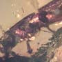 Rare Four Tiny Mites Below The Bark Beetle In Dominican Amber