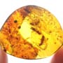 Rare Four Winged Termite And Gall Midge With Five Eggs In Dominican Amber