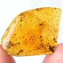 Rare 4 Worker Ants Fighting In Dominican Amber