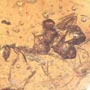 Rare 4 Worker Ants Fighting In Dominican Amber