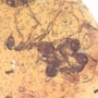 Rare 4 Worker Ants Fighting In Dominican Amber