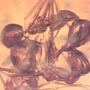 Rare 4 Worker Ants Fighting In Dominican Amber