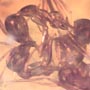 Rare 4 Worker Ants Fighting In Dominican Amber
