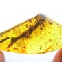 Rare Five Eggs, Scelionid Wasp, Worker Ant And Sand Fly In Dominican Amber