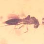 Rare Five Eggs, Scelionid Wasp, Worker Ant And Sand Fly In Dominican Amber