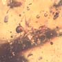 Rare Five Eggs, Scelionid Wasp, Worker Ant And Sand Fly In Dominican Amber