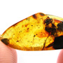Common Six Eggs In Dominican Amber