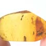 Rare Almost Mating Black Scavenger Fly In Dominican Amber