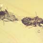Rare Almost Mating Black Scavenger Fly In Dominican Amber