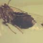 Rare Almost Mating Black Scavenger Fly In Dominican Amber