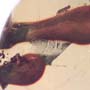 Rare Amber Globule In Dominican Amber